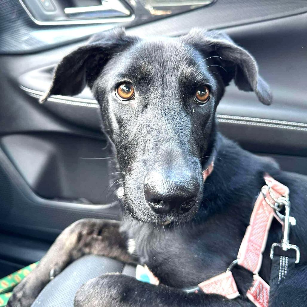 Enlarge Argo, a Adoptable mixed breed in Chantilly, VA image 2/6