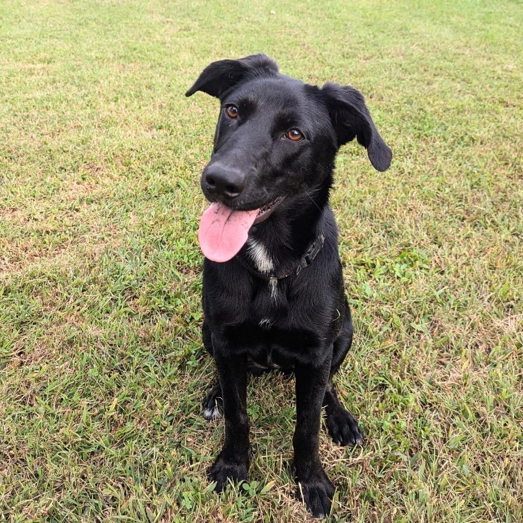 Enlarge Argo, a Adoptable mixed breed in Chantilly, VA image 2/6