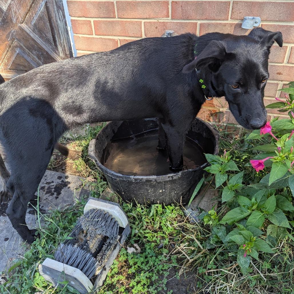 Enlarge Argo, a Adoptable mixed breed in Chantilly, VA image 3/6