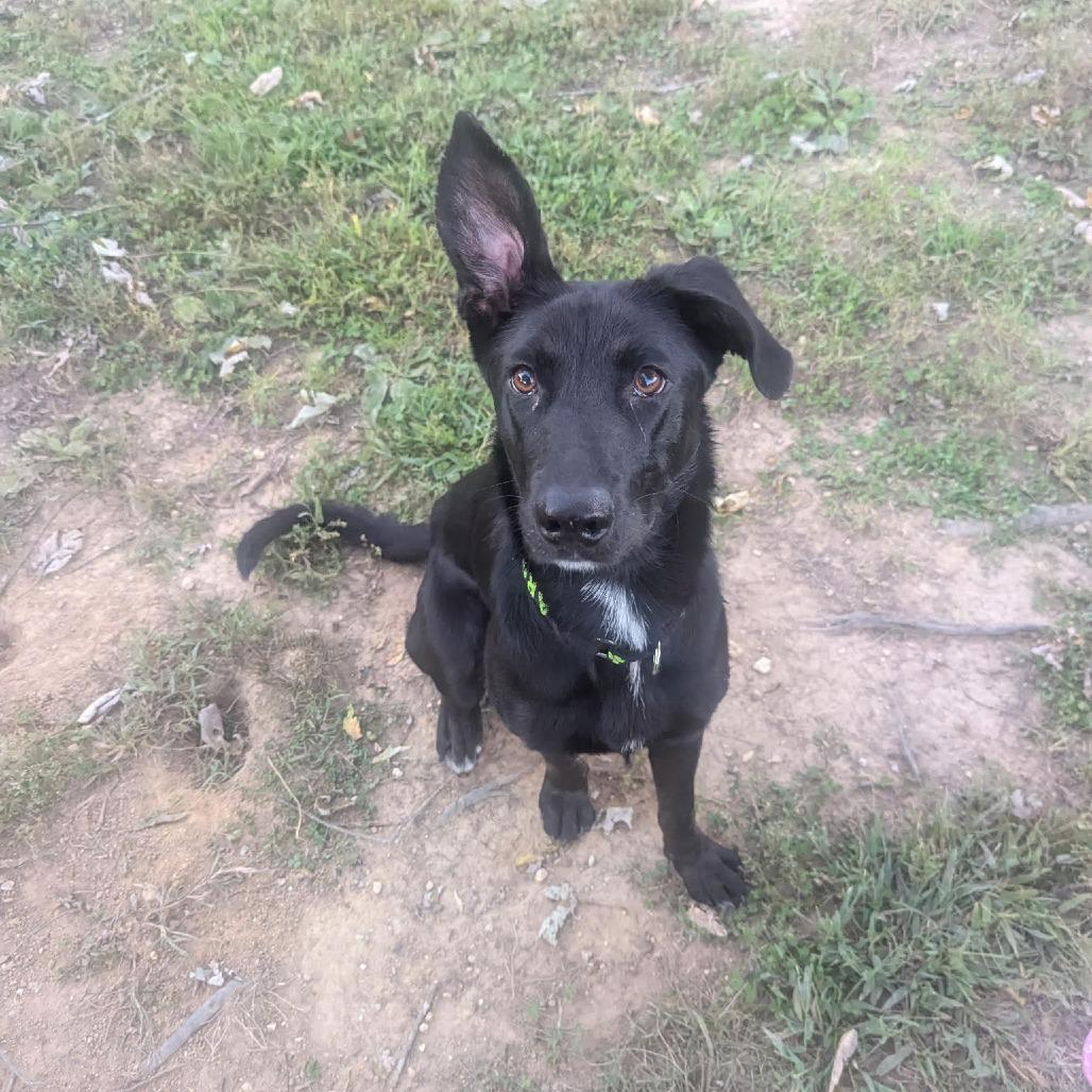 Enlarge Argo, a Adoptable mixed breed in Chantilly, VA image 4/6