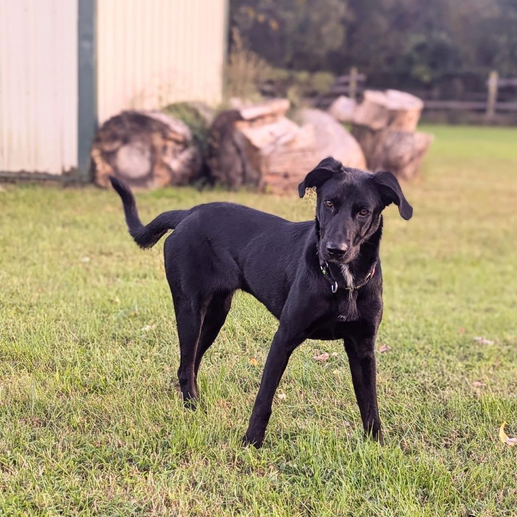 Enlarge Argo, a Adoptable mixed breed in Chantilly, VA image 5/6