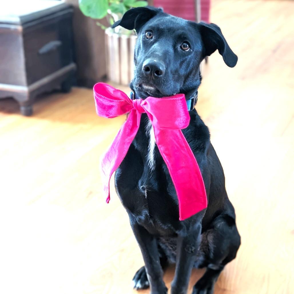 Enlarge Argo, a Adoptable mixed breed in Chantilly, VA image 6/6