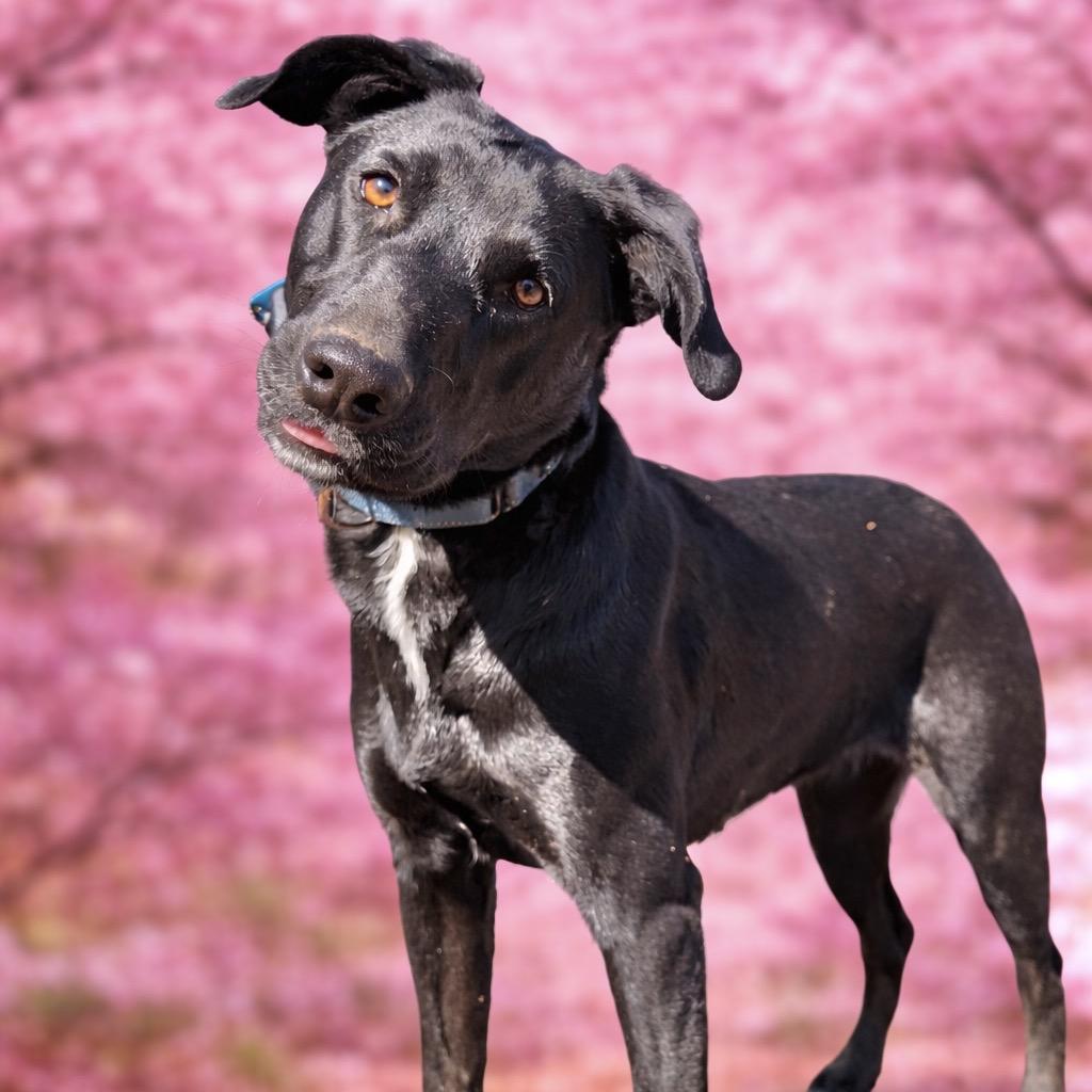 Enlarge Argo, a Adoptable mixed breed in Chantilly, VA image 6/6