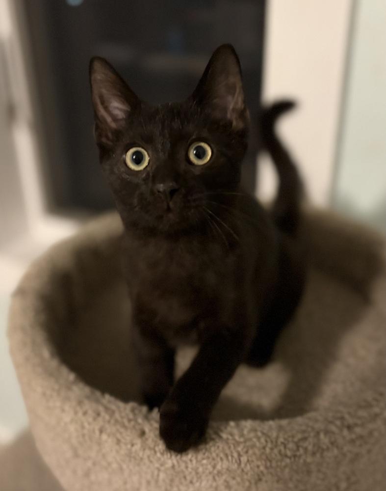 Bronx, Adoptable, Kitten Male Domestic Short Hair.