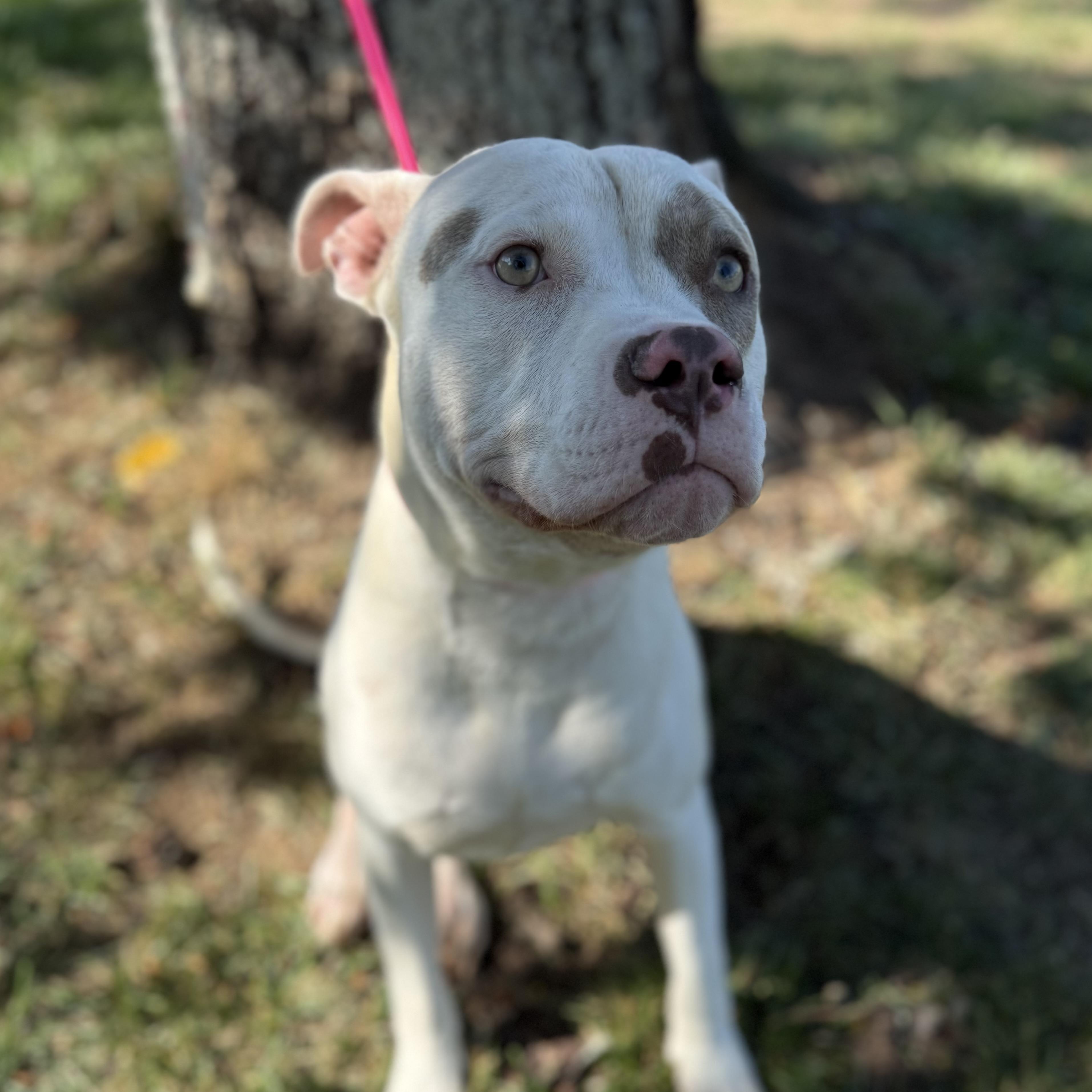 Enlarge Norris, a Adoptable mixed breed in Brooklyn, NY image 4/6