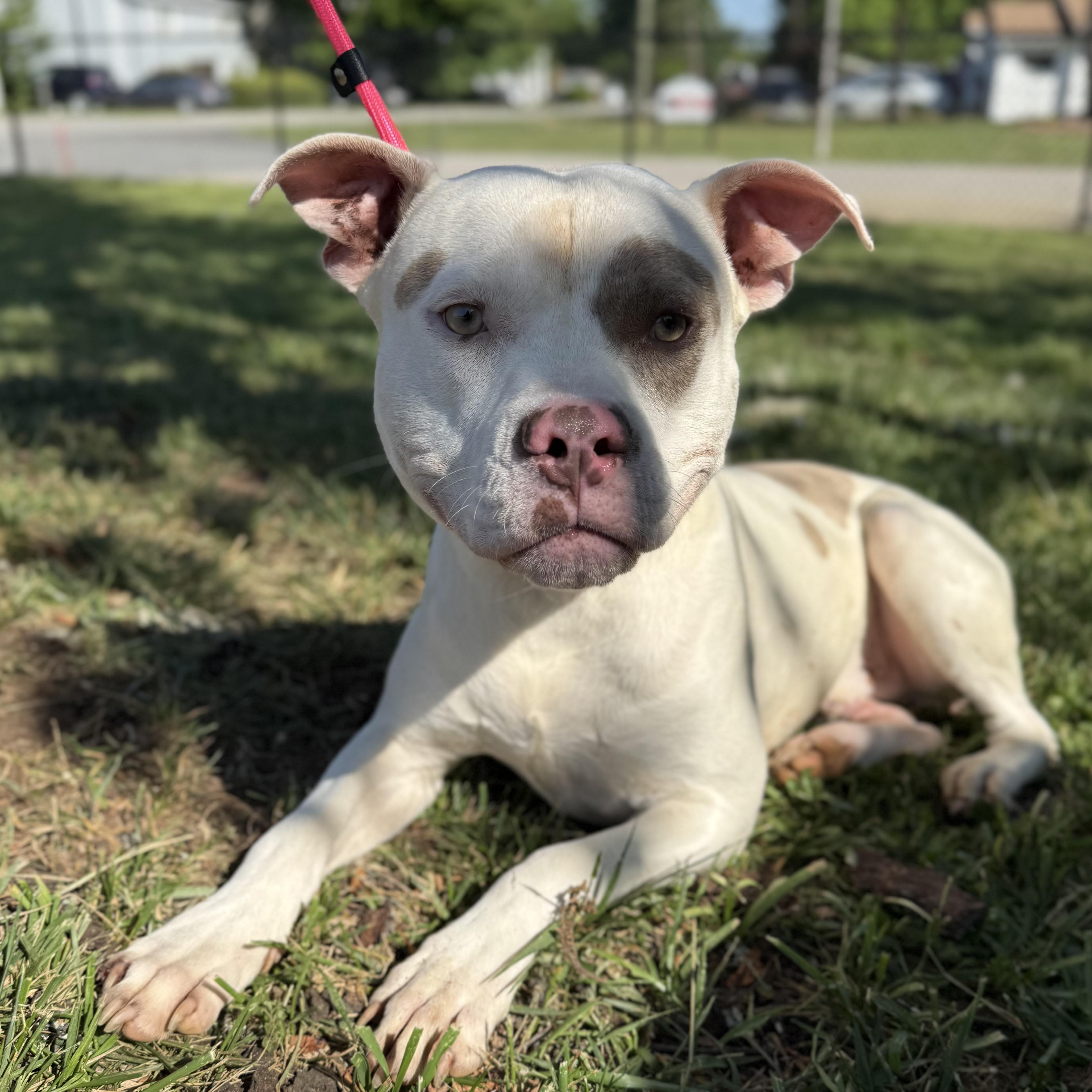 Enlarge Norris, a Adoptable mixed breed in Brooklyn, NY image 2/6