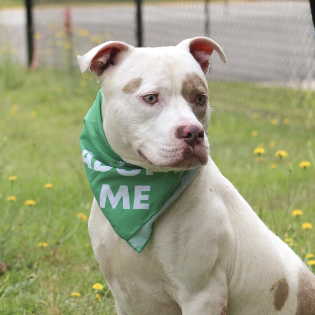Enlarge Norris, a Adoptable mixed breed in Brooklyn, NY image 3/6