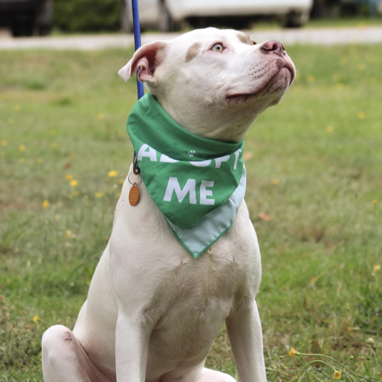 Enlarge Norris, a Adoptable mixed breed in Brooklyn, NY image 5/6