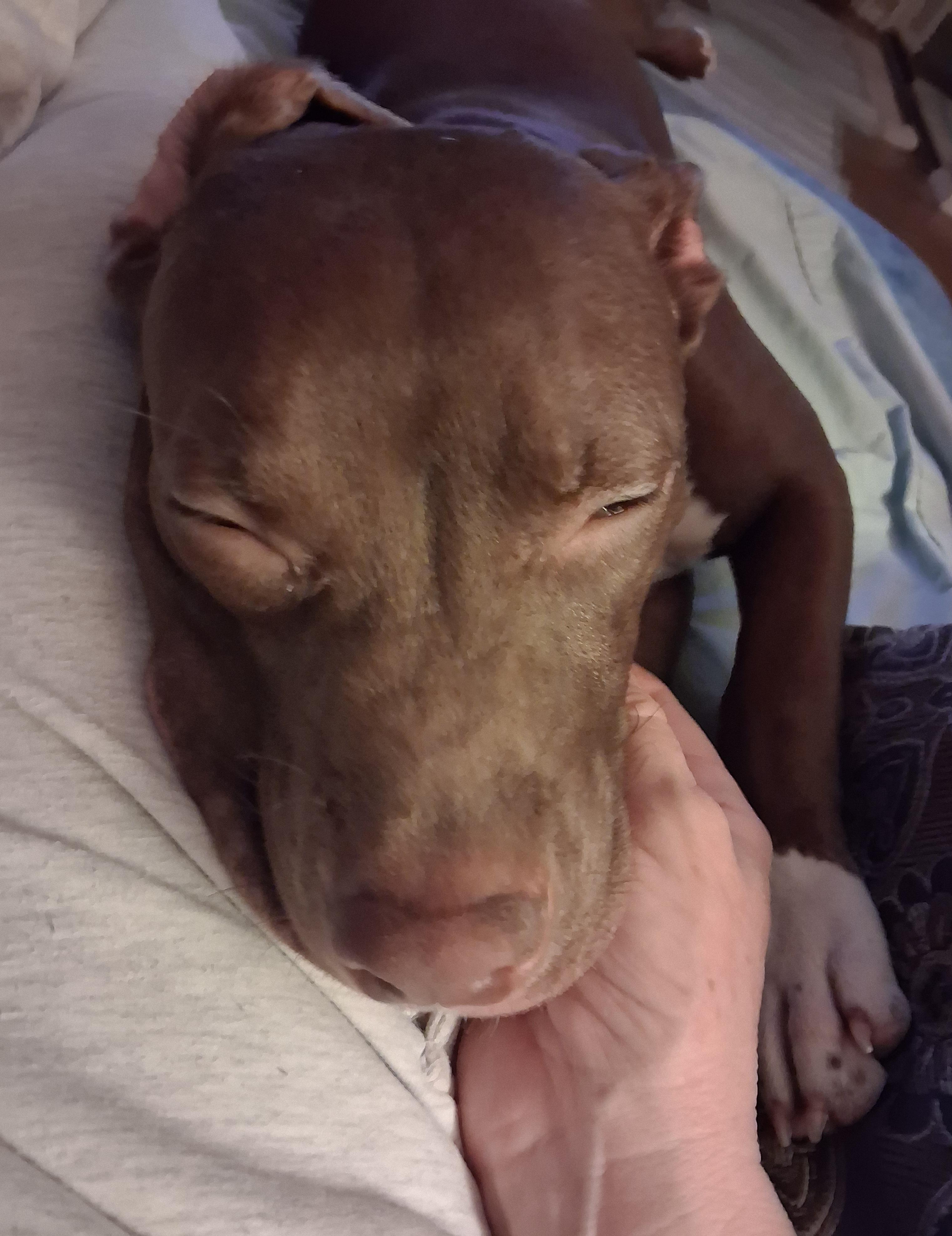 Enlarge Rebel, an adopted mixed breed in Warrenville, IL image 2/6