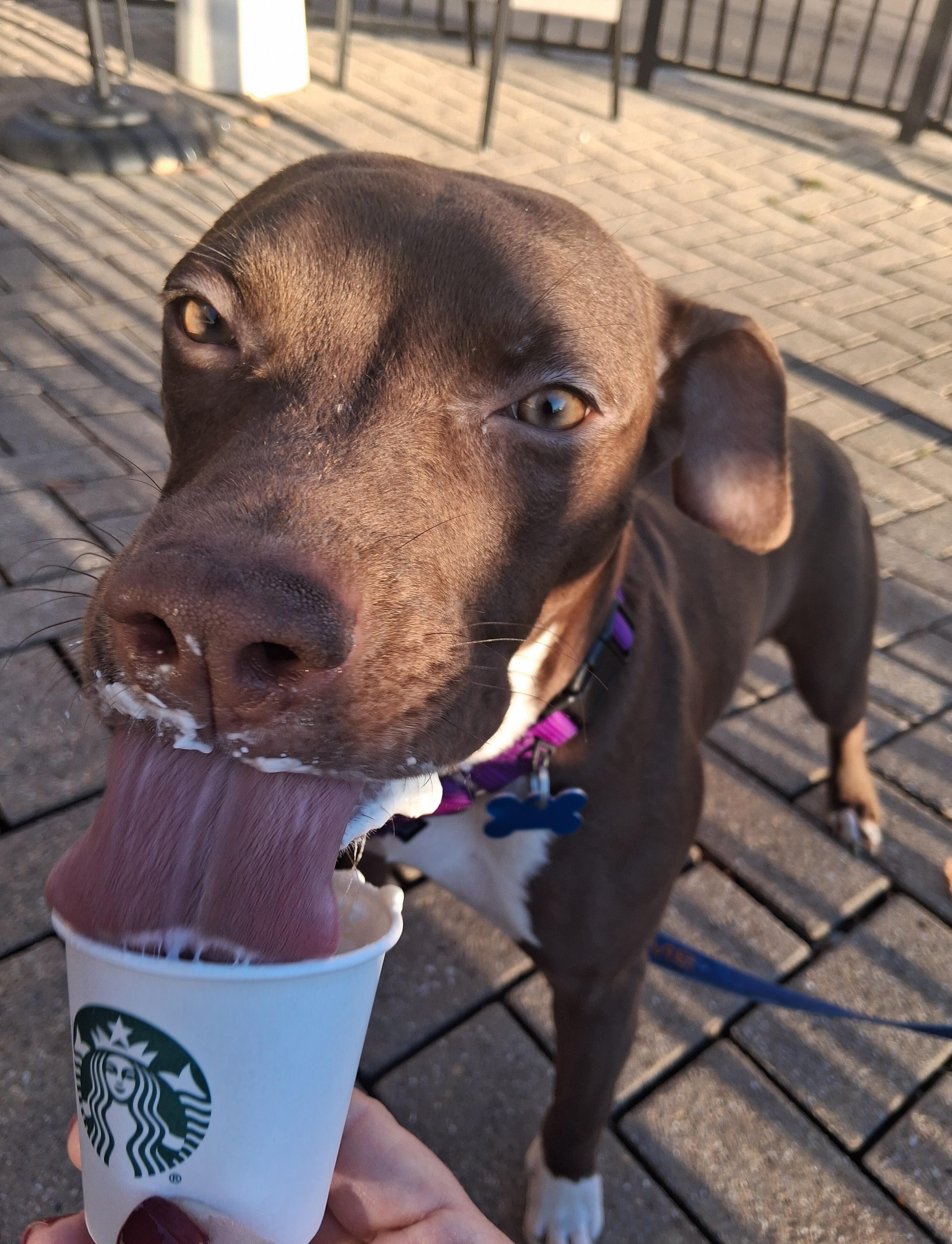 Enlarge Rebel, an adopted mixed breed in Warrenville, IL image 3/6