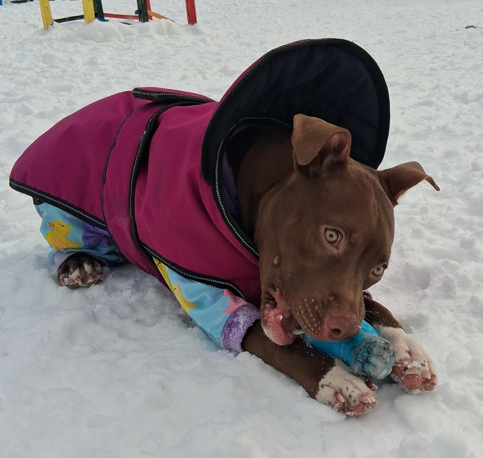 Enlarge Rebel, an adopted mixed breed in Warrenville, IL image 4/6