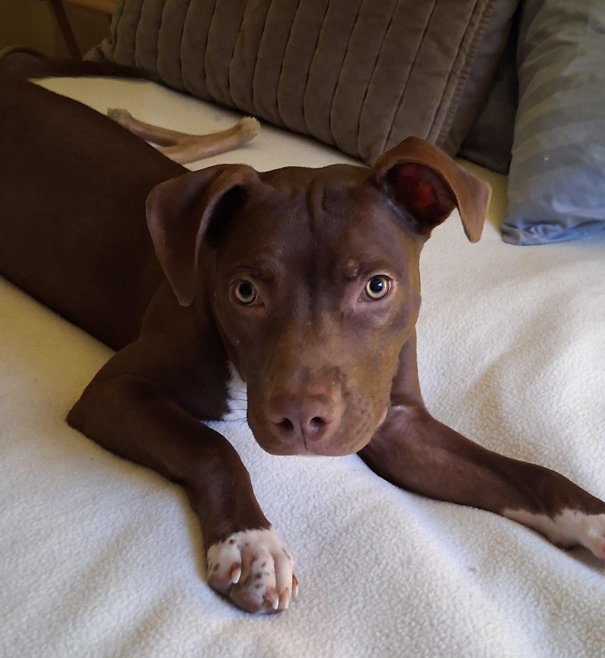 Rebel, adopted, Young Female American Staffordshire Terrier & Pit Bull Terrier.