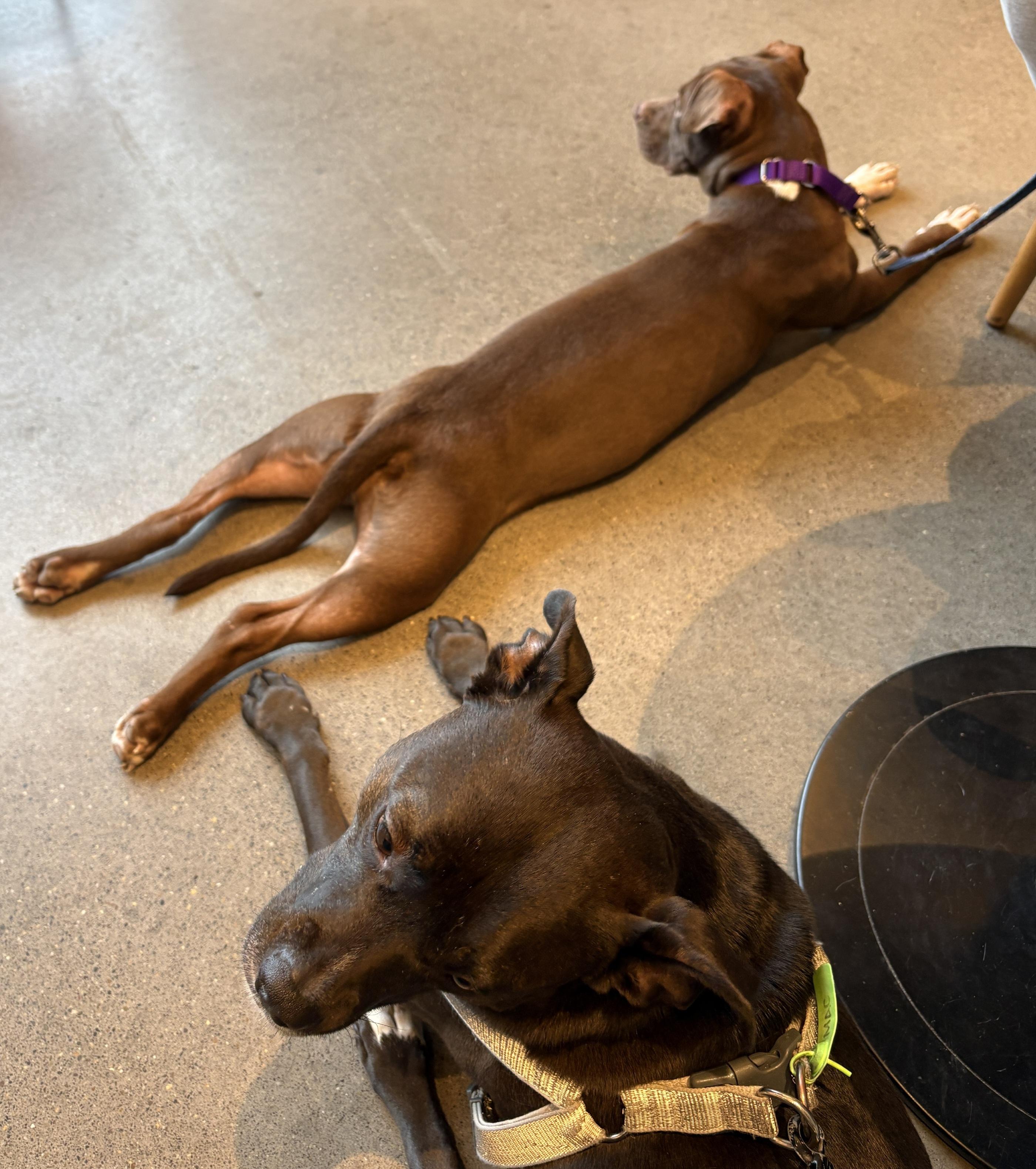 Enlarge Rebel, an adopted mixed breed in Warrenville, IL image 5/6