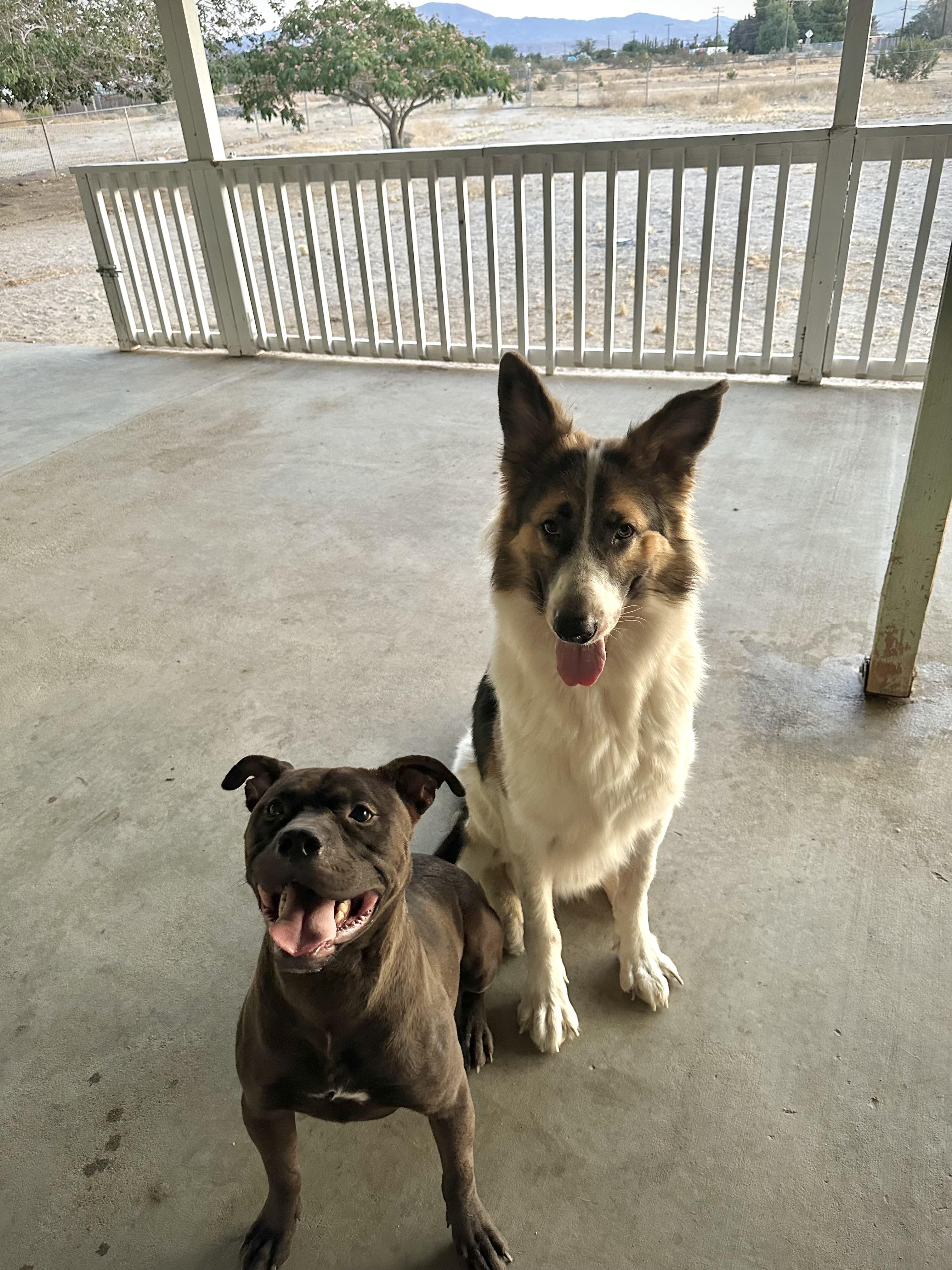  Adopt our sweet boy Furby Furby is a 2 year old and 50 POUND mini staffy who has completed