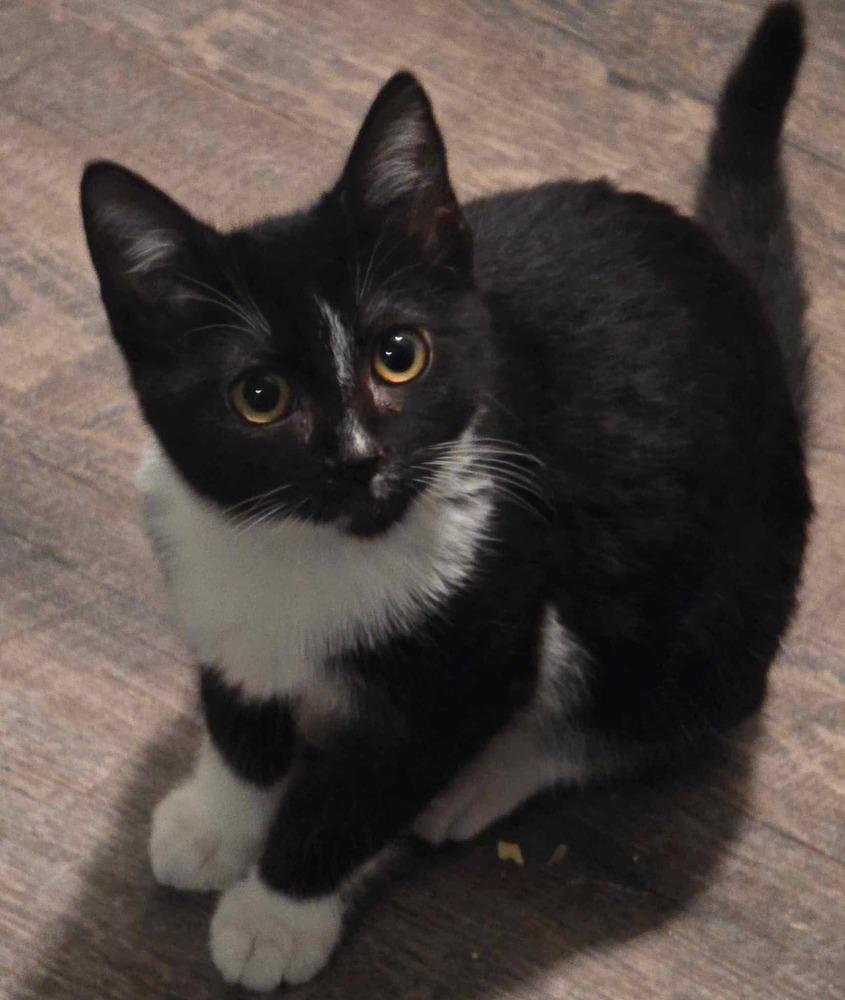 Tux, Adoptable, Kitten Male Domestic Short Hair.