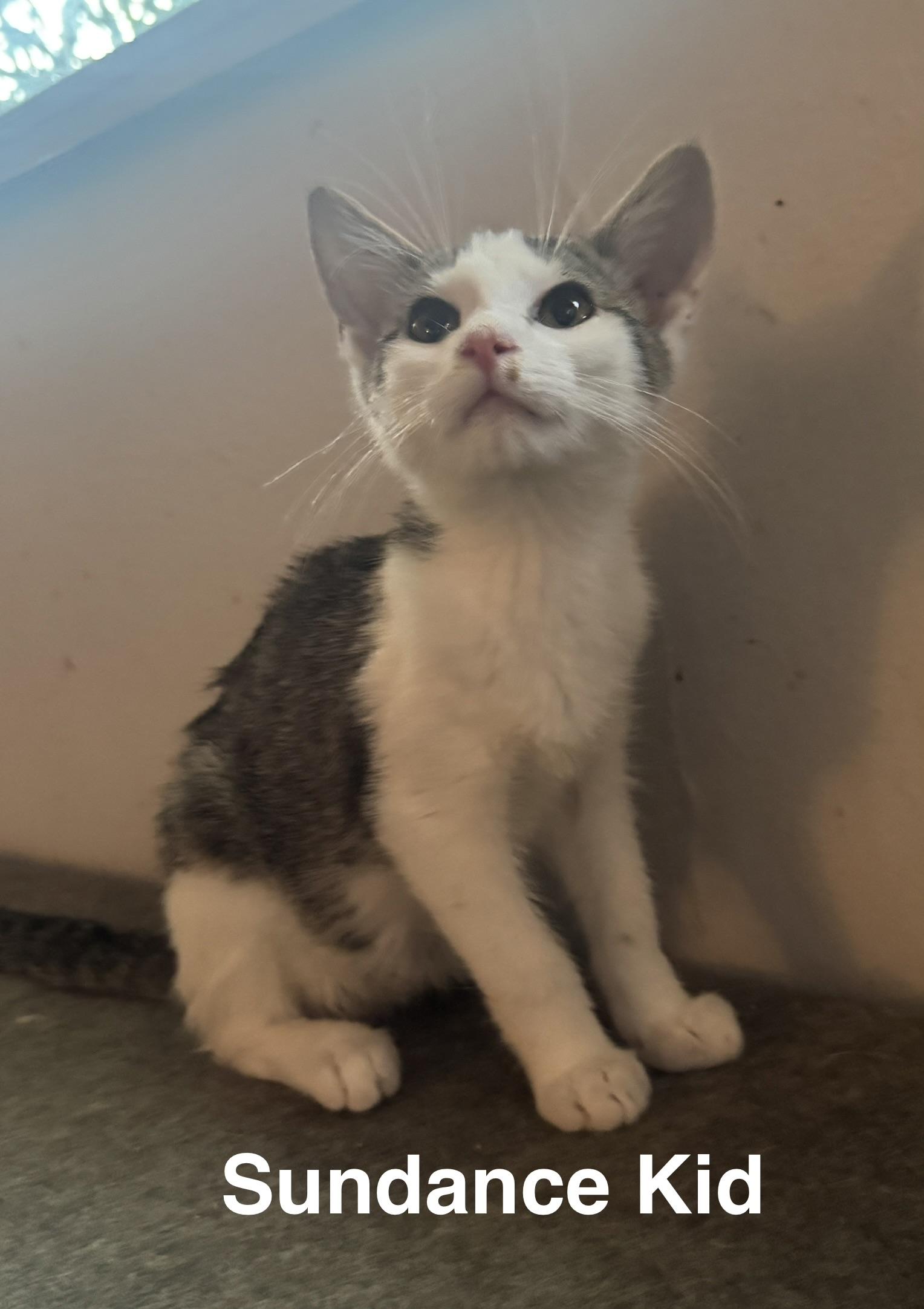 Enlarge Sundance kid, a Adoptable American Shorthair in Massillon, OH image 1/1