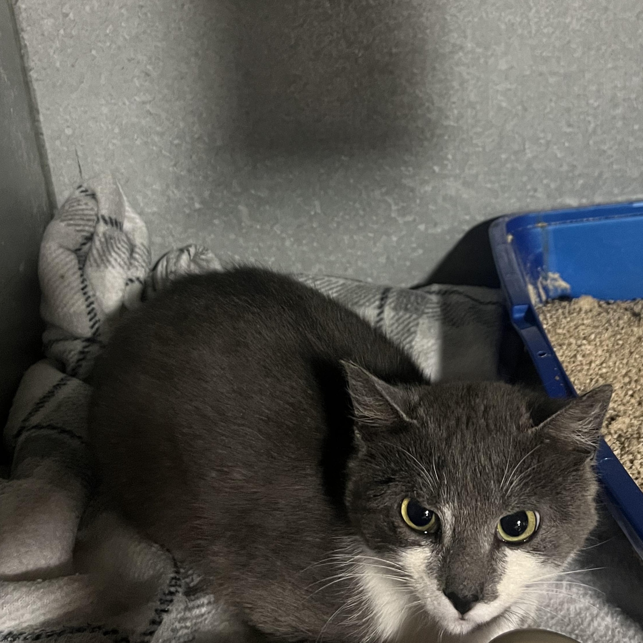 Phantom, Adopted, Kitten Female American Shorthair.