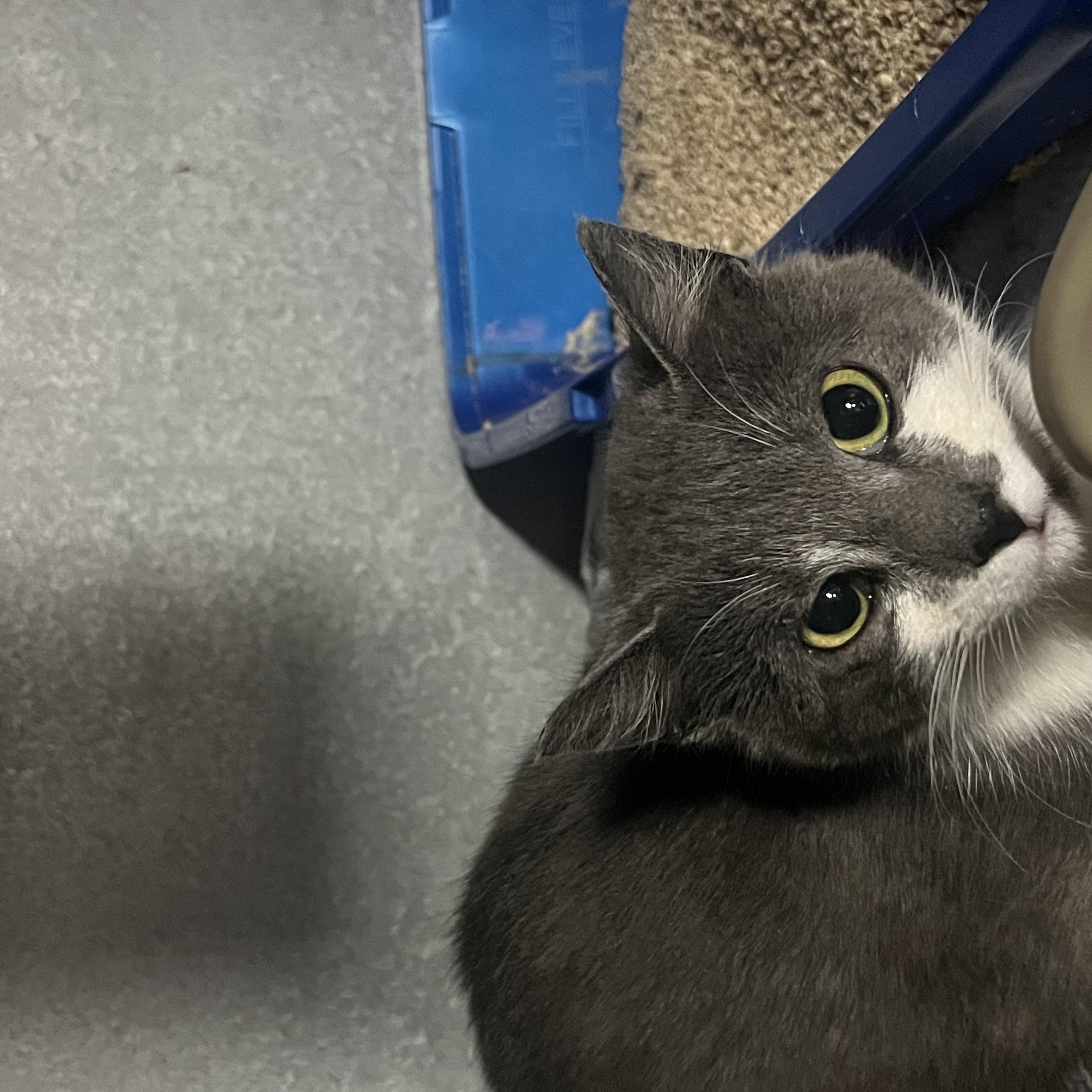 Enlarge Phantom, a Adopted American Shorthair in Vernon, VT image 2/2