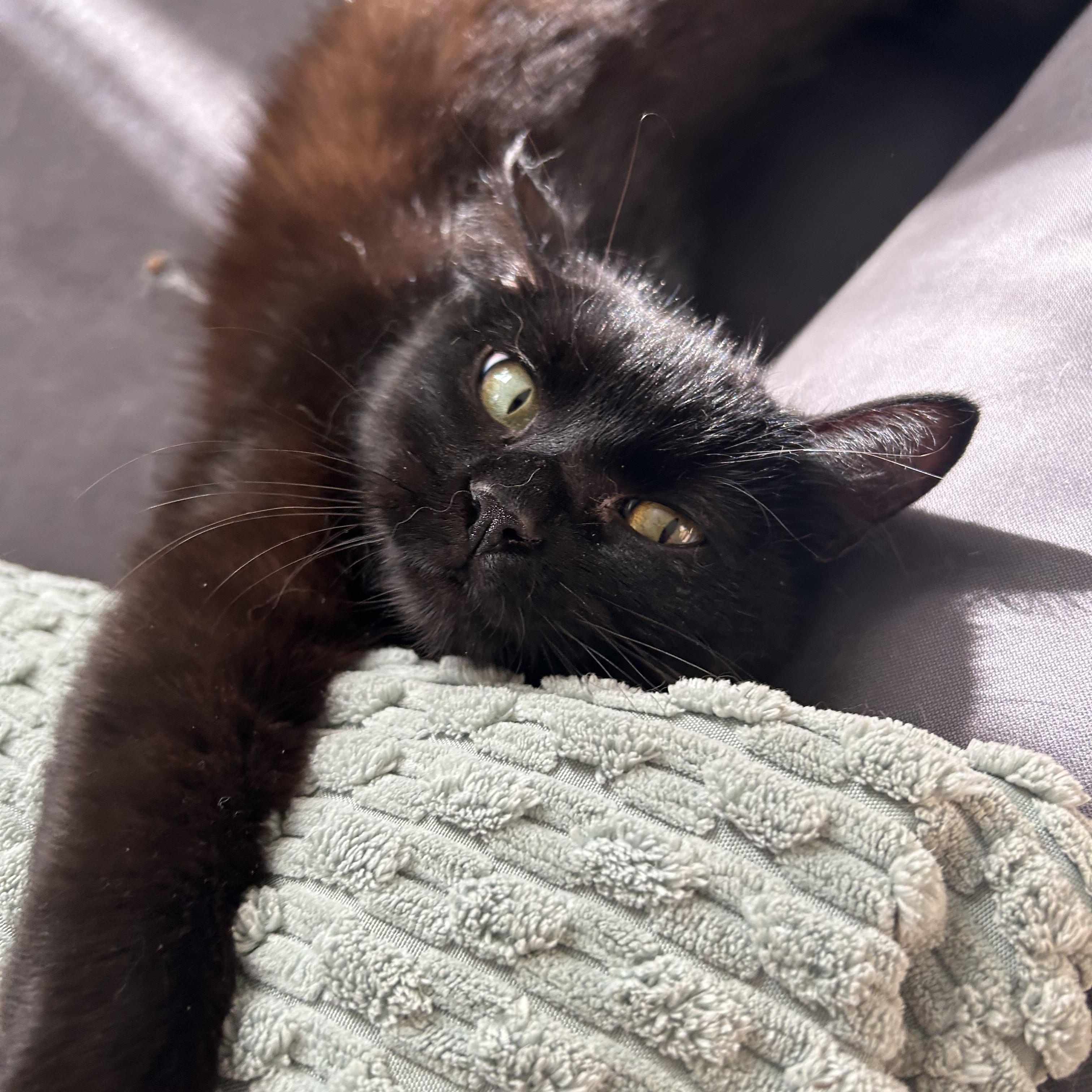 Eloise, a Adoptable Domestic Short Hair in Sacramento, CA image 4/5