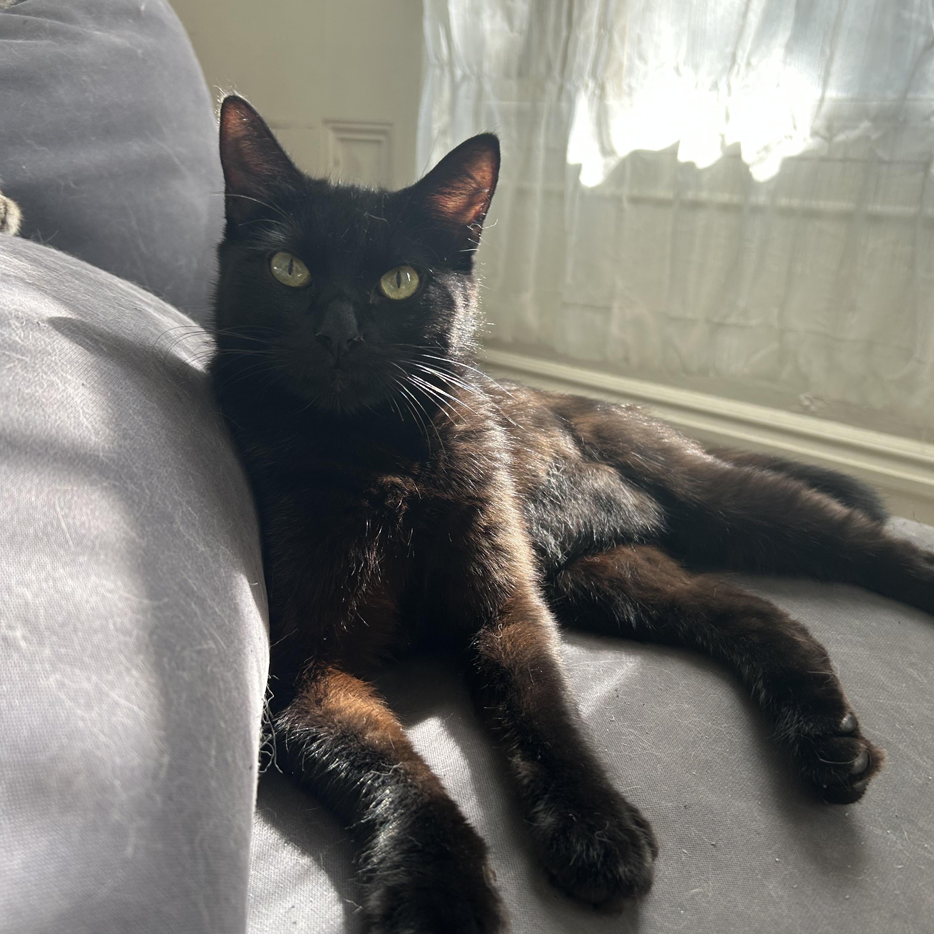 Eloise, a Adoptable Domestic Short Hair in Sacramento, CA image 1/5