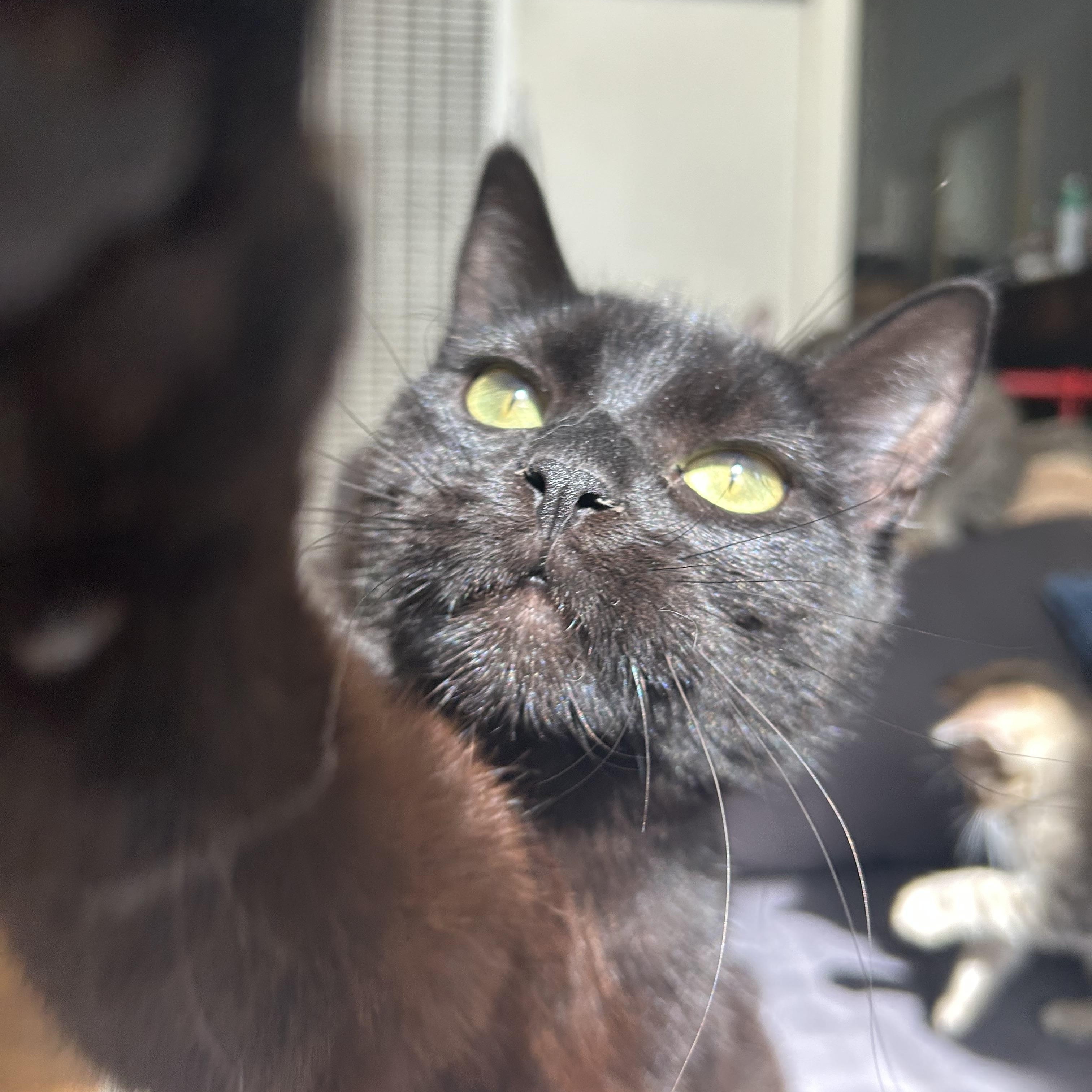 Eloise, a Adoptable Domestic Short Hair in Sacramento, CA image 3/5