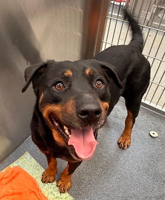 SCOTTIE — thumbnail 2