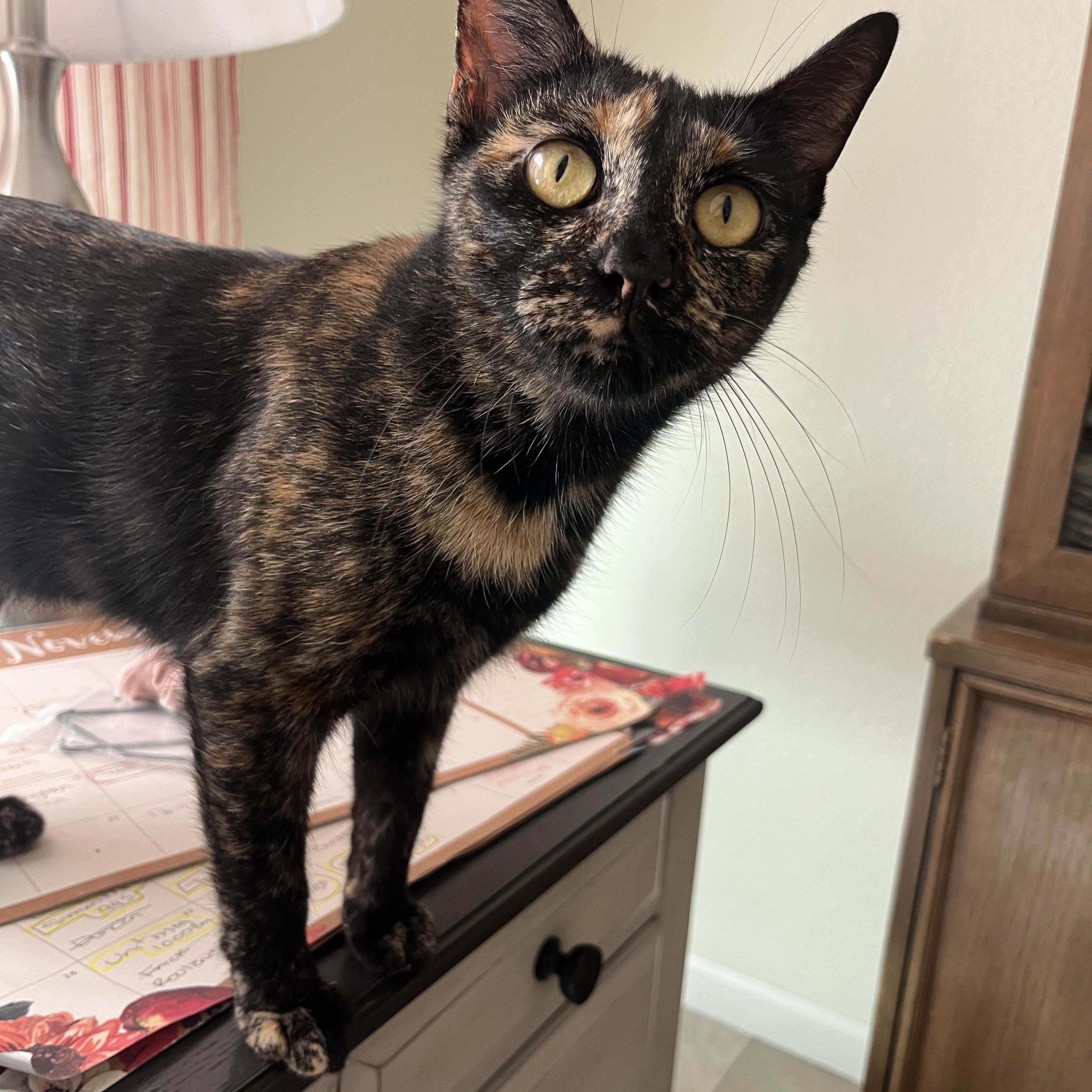 Moody Judy, a Adoptable Domestic Short Hair in queen creek, AZ image 2/4