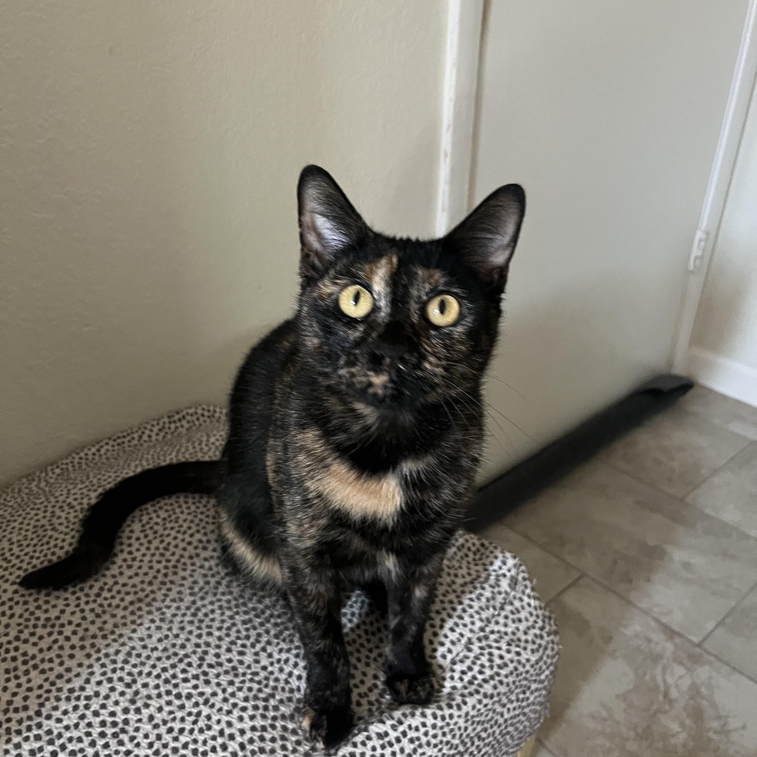 Moody Judy, a Adoptable Domestic Short Hair in queen creek, AZ image 4/4