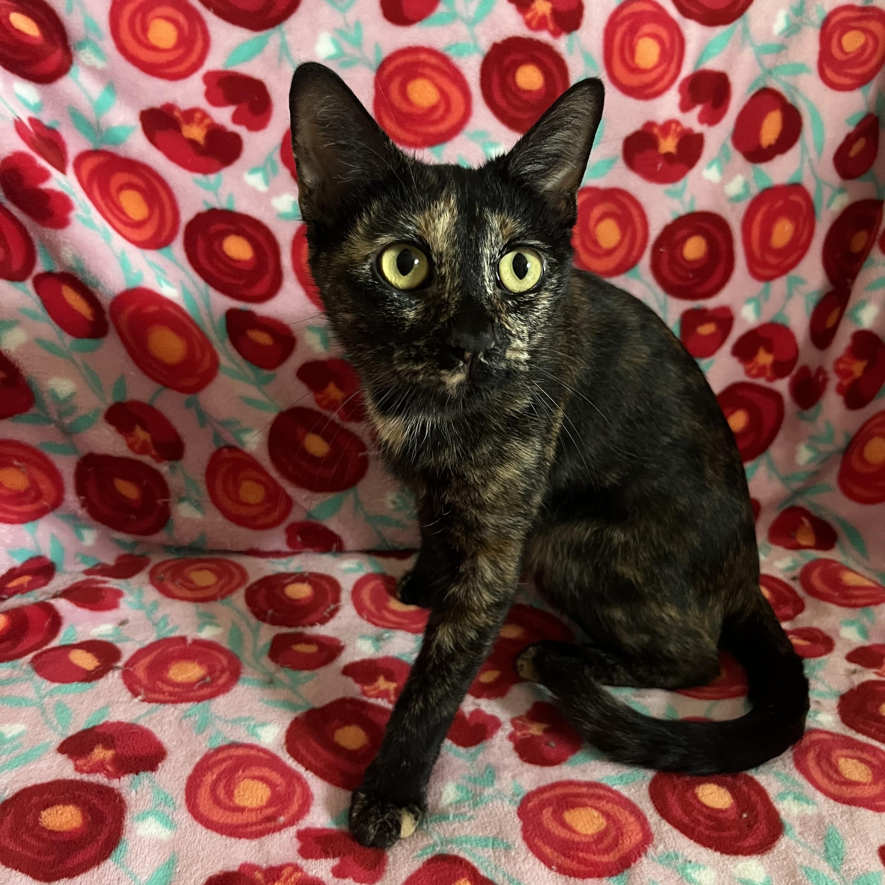 Moody Judy, a Adoptable Domestic Short Hair in queen creek, AZ image 3/4