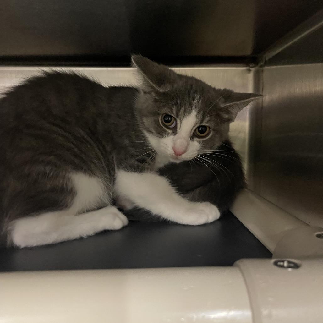 Enlarge Sorry, a Adoptable Domestic Medium Hair in Mentor, OH image 1/2