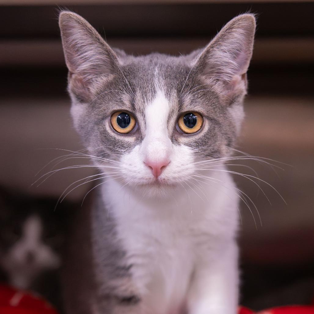 Enlarge Sorry, a Adoptable Domestic Medium Hair in Mentor, OH image 2/2