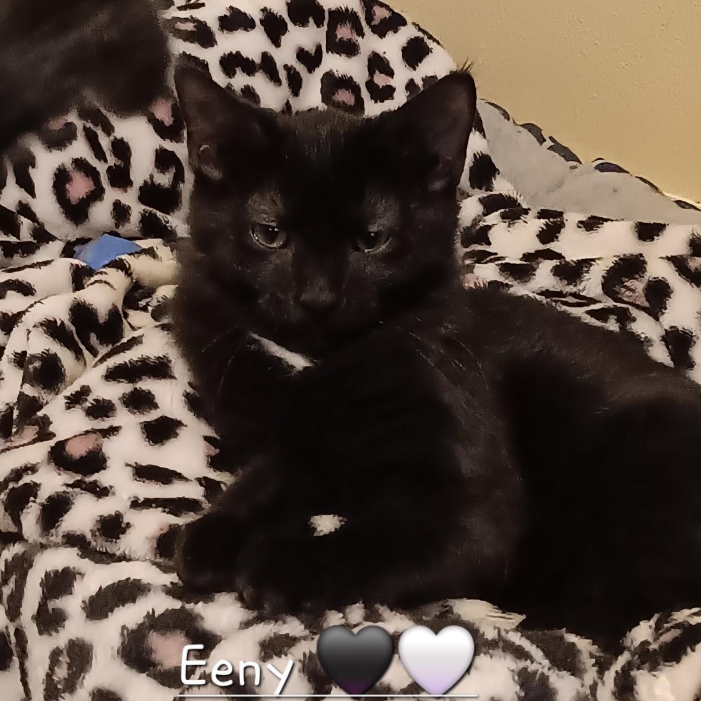 Eeny, adopted, Kitten Female Domestic Medium Hair.