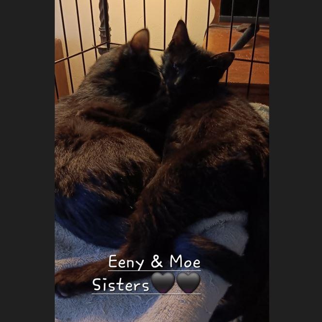 Enlarge Eeny, an adopted Domestic Medium Hair in Menasha, WI image 2/2
