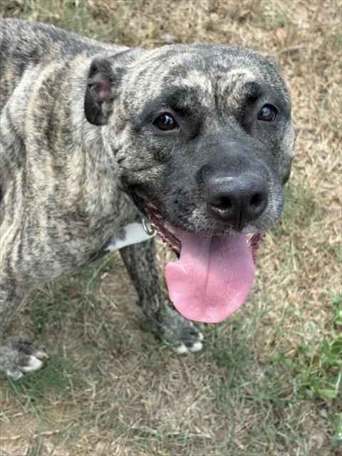 MIRANDA, Adoptable, Adult Female Pit Bull Terrier & Mixed Breed.