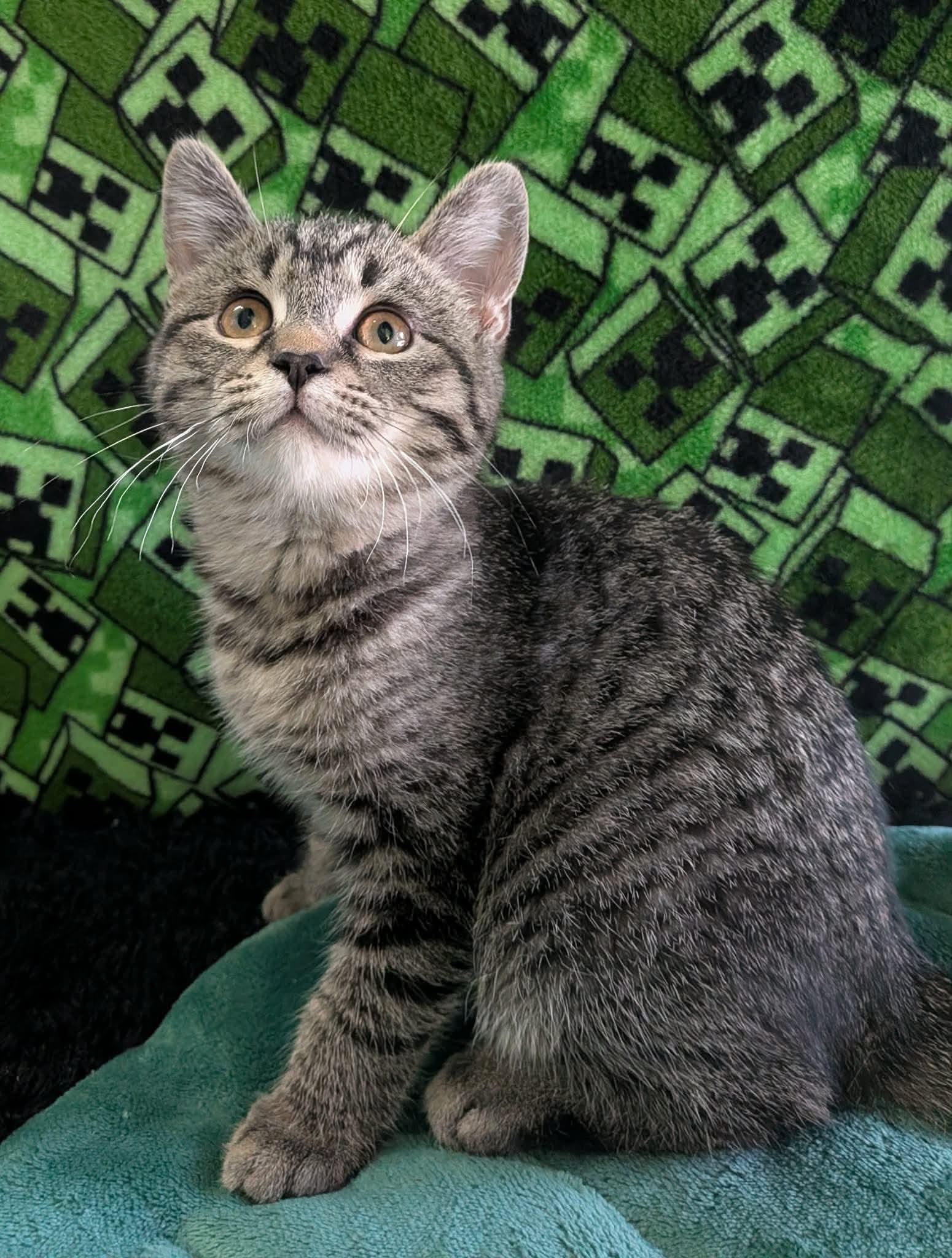 GRIFFIN, a Adoptable Domestic Short Hair in Tillsonburg, ON image 3/5