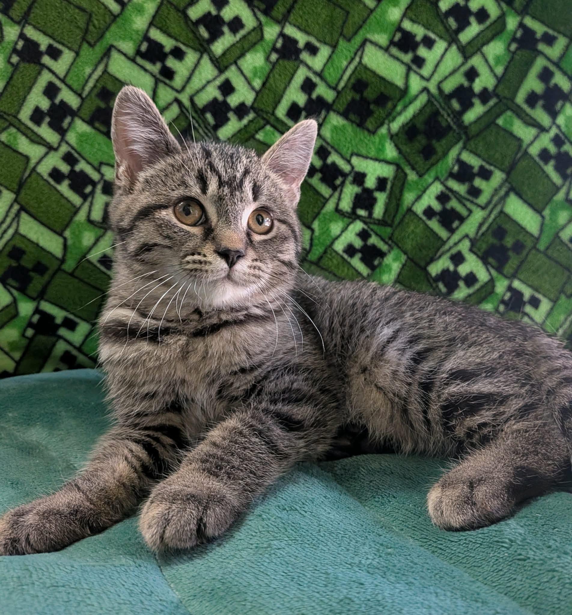 GRIFFIN, a Adoptable Domestic Short Hair in Tillsonburg, ON image 4/5