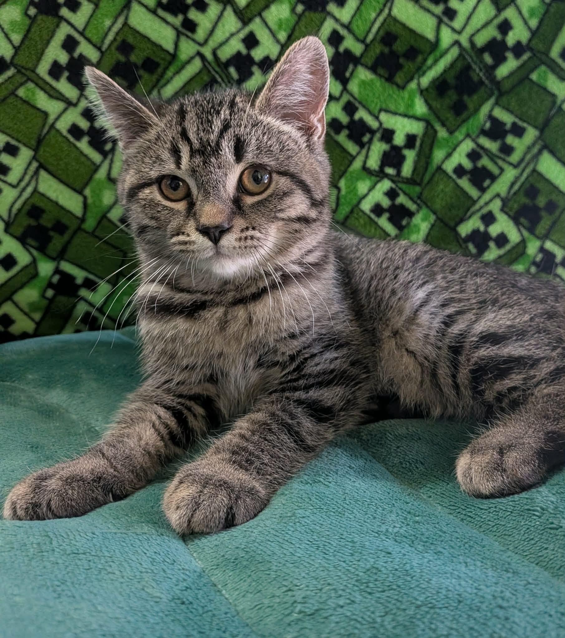 GRIFFIN, a Adoptable Domestic Short Hair in Tillsonburg, ON image 1/5