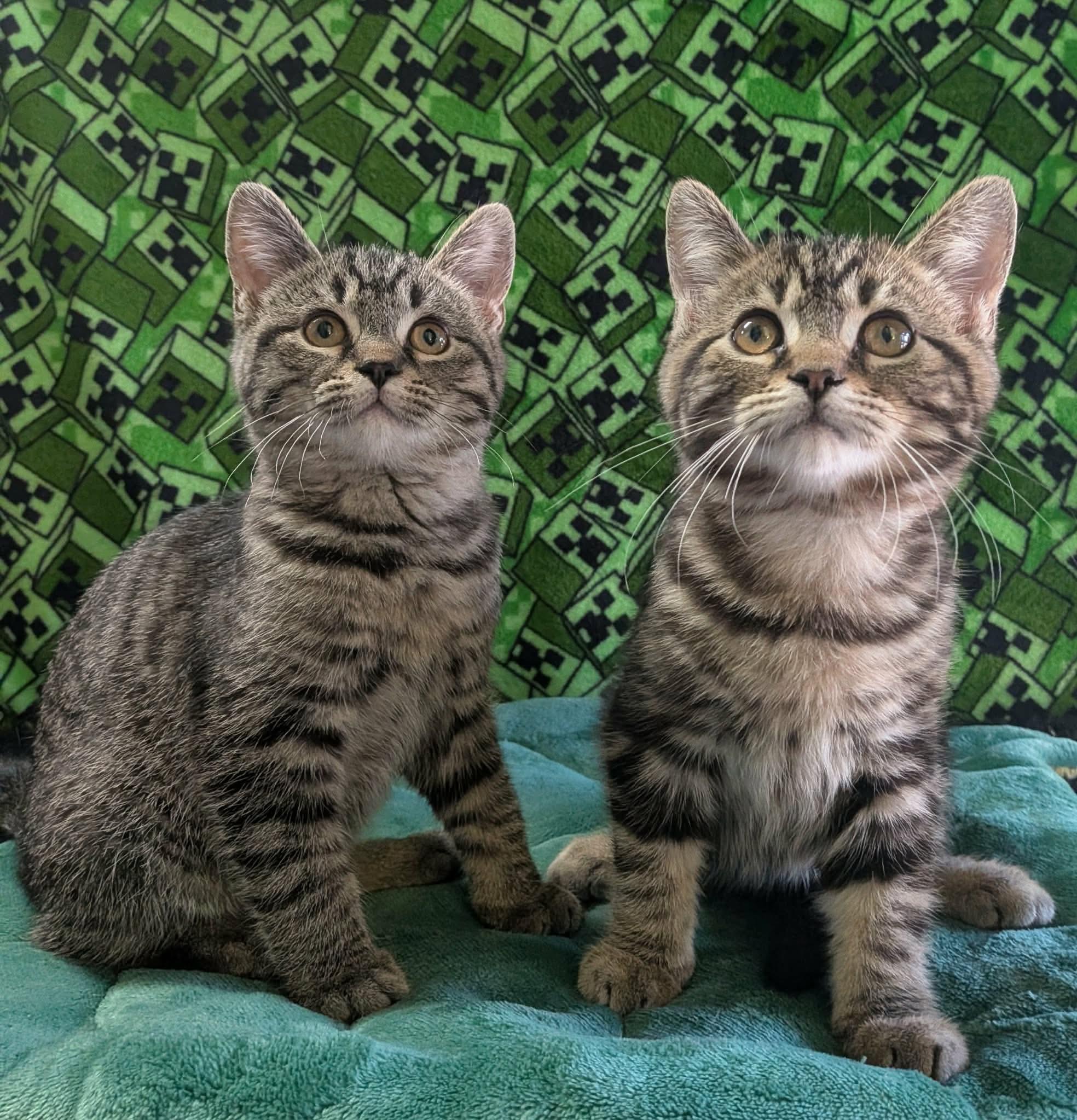 GRIFFIN, a Adoptable Domestic Short Hair in Tillsonburg, ON image 5/5