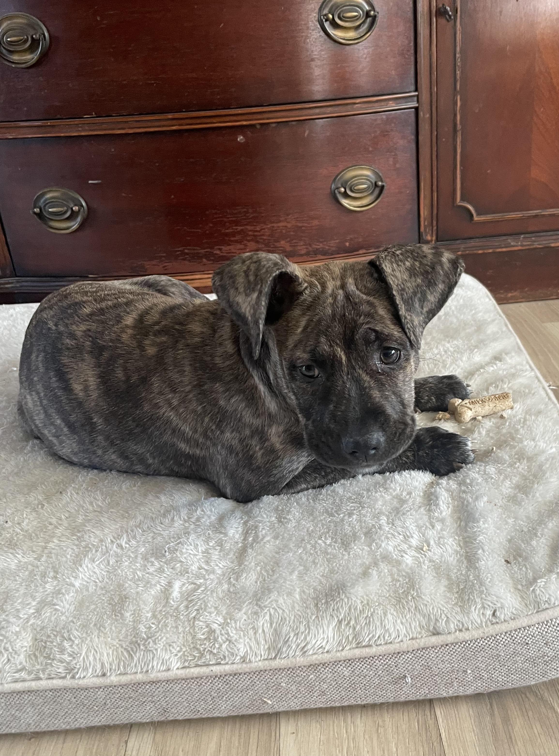 Enlarge Miley , a Adoptable mixed breed in Cherry Valley, MA image 5/5