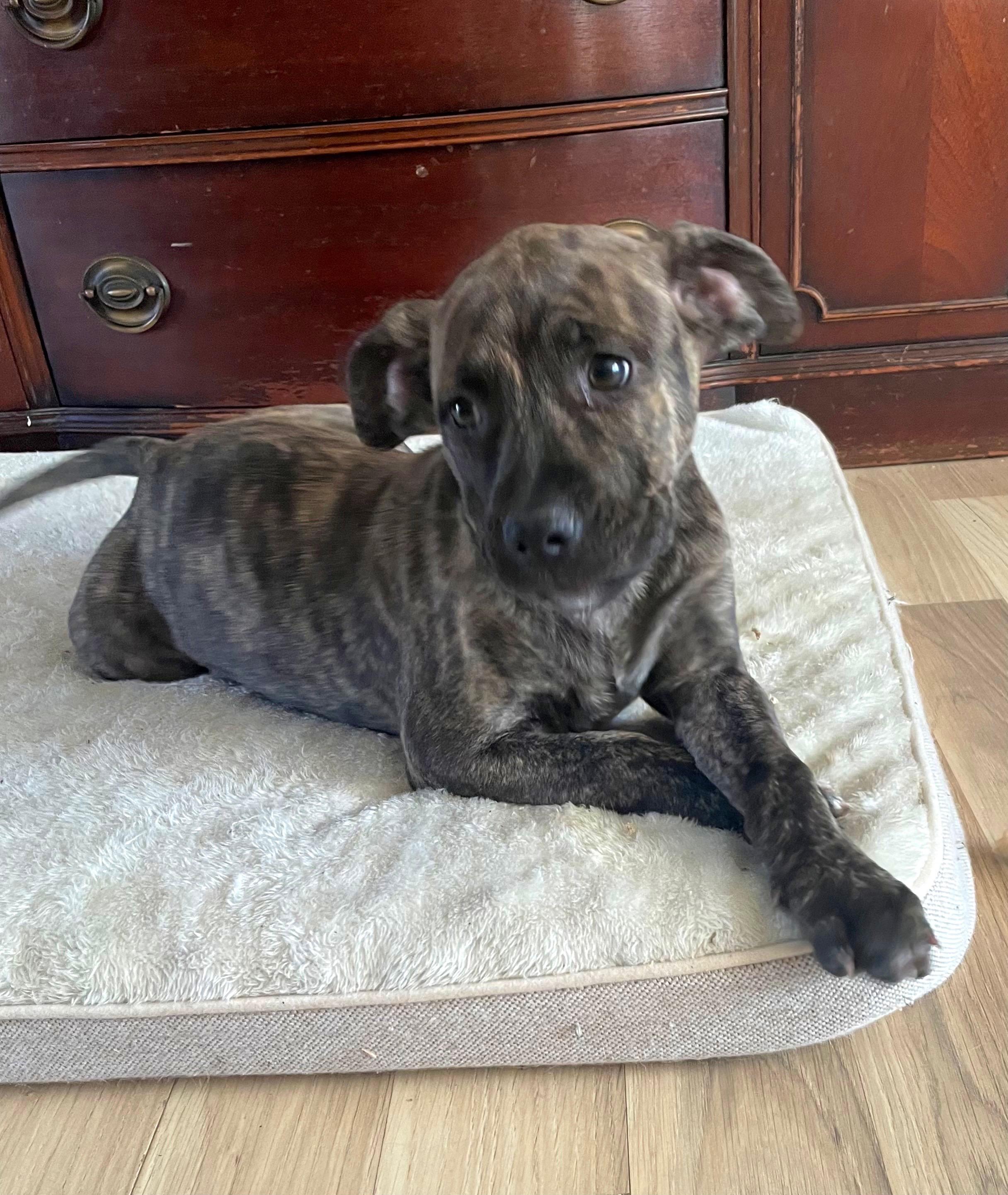 Enlarge Miley , a Adoptable mixed breed in Cherry Valley, MA image 4/5