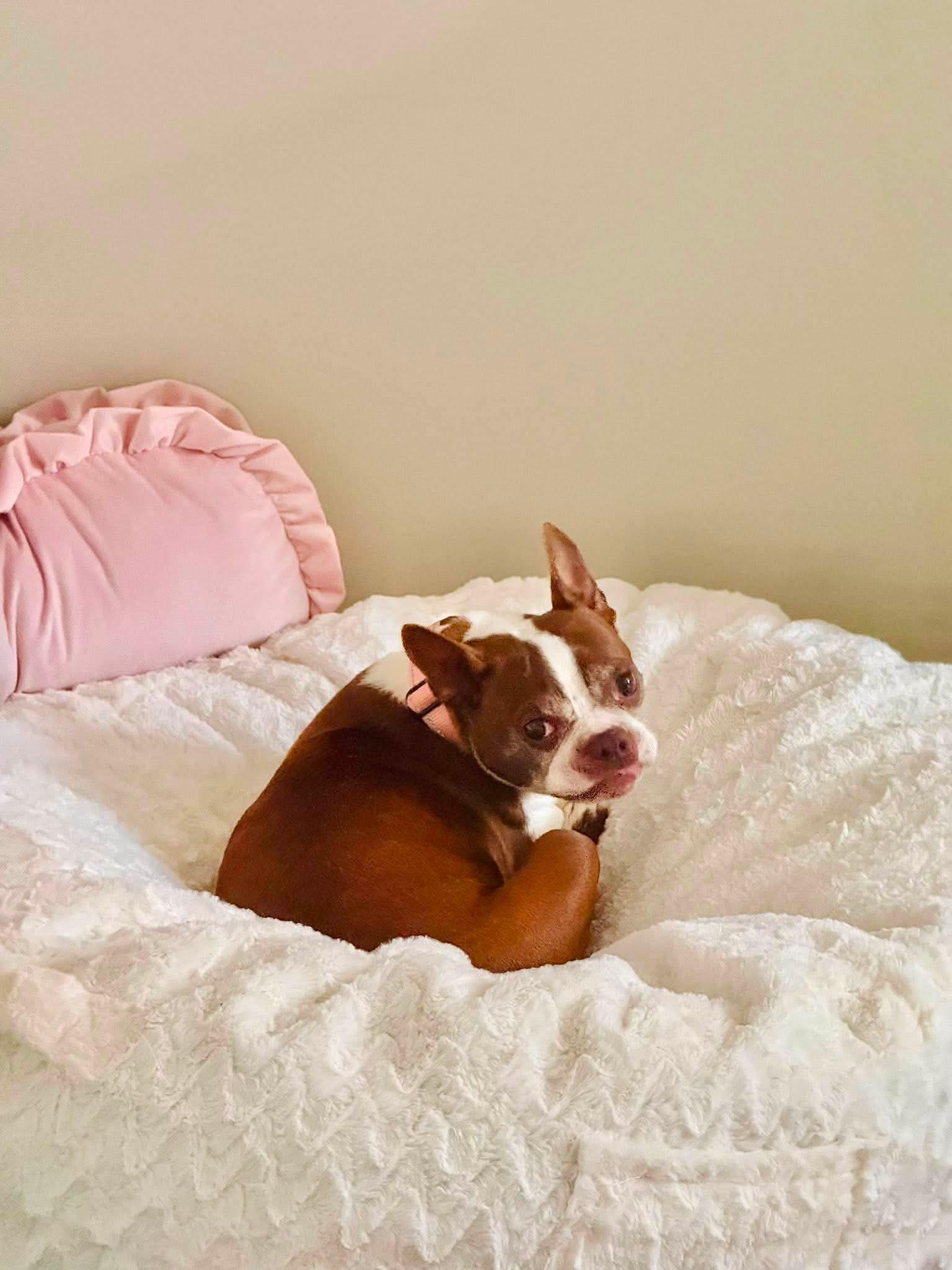 Enlarge Abby, an adopted Boston Terrier in Attleboro, MA image 2/6