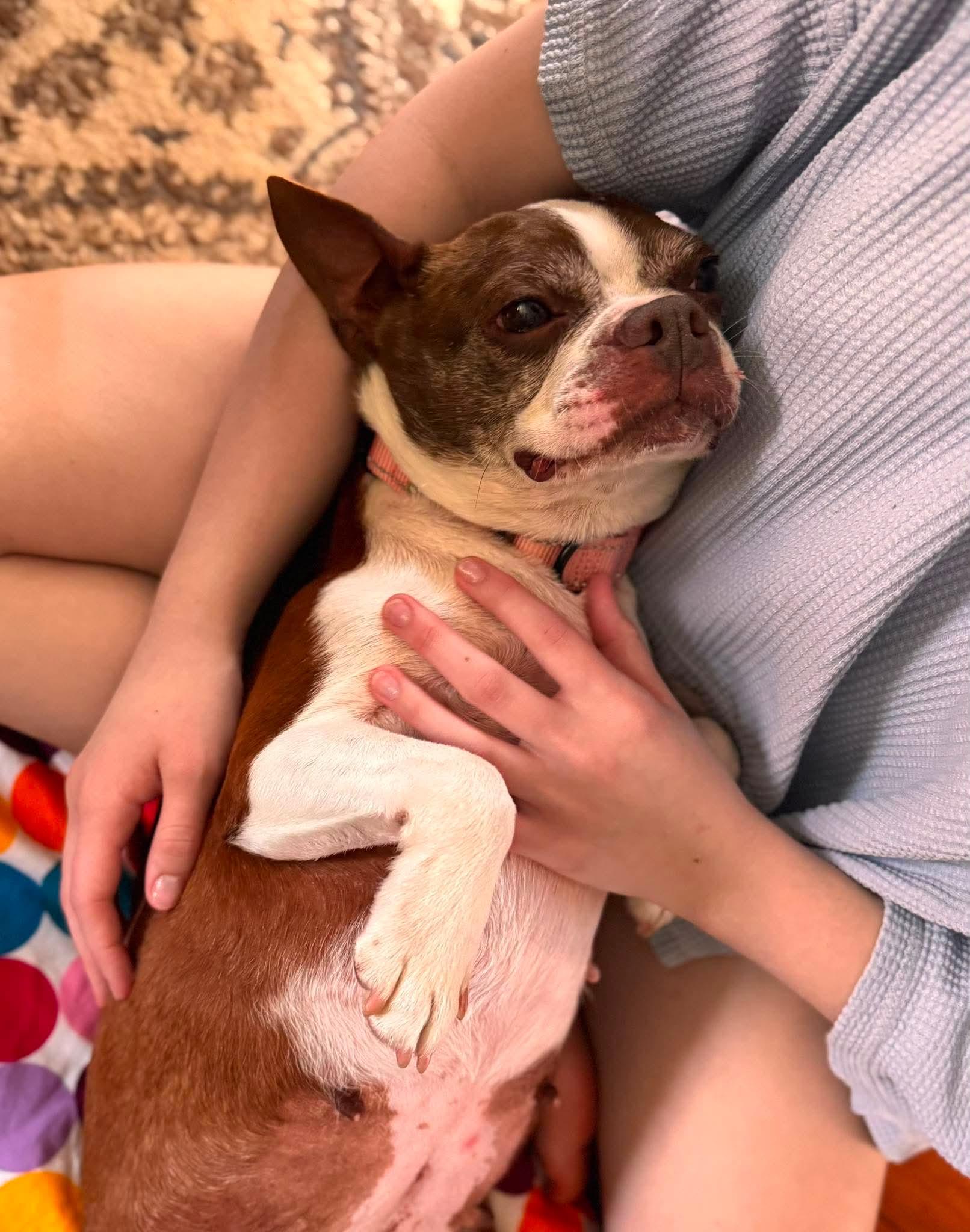 Enlarge Abby, an adopted Boston Terrier in Attleboro, MA image 4/6