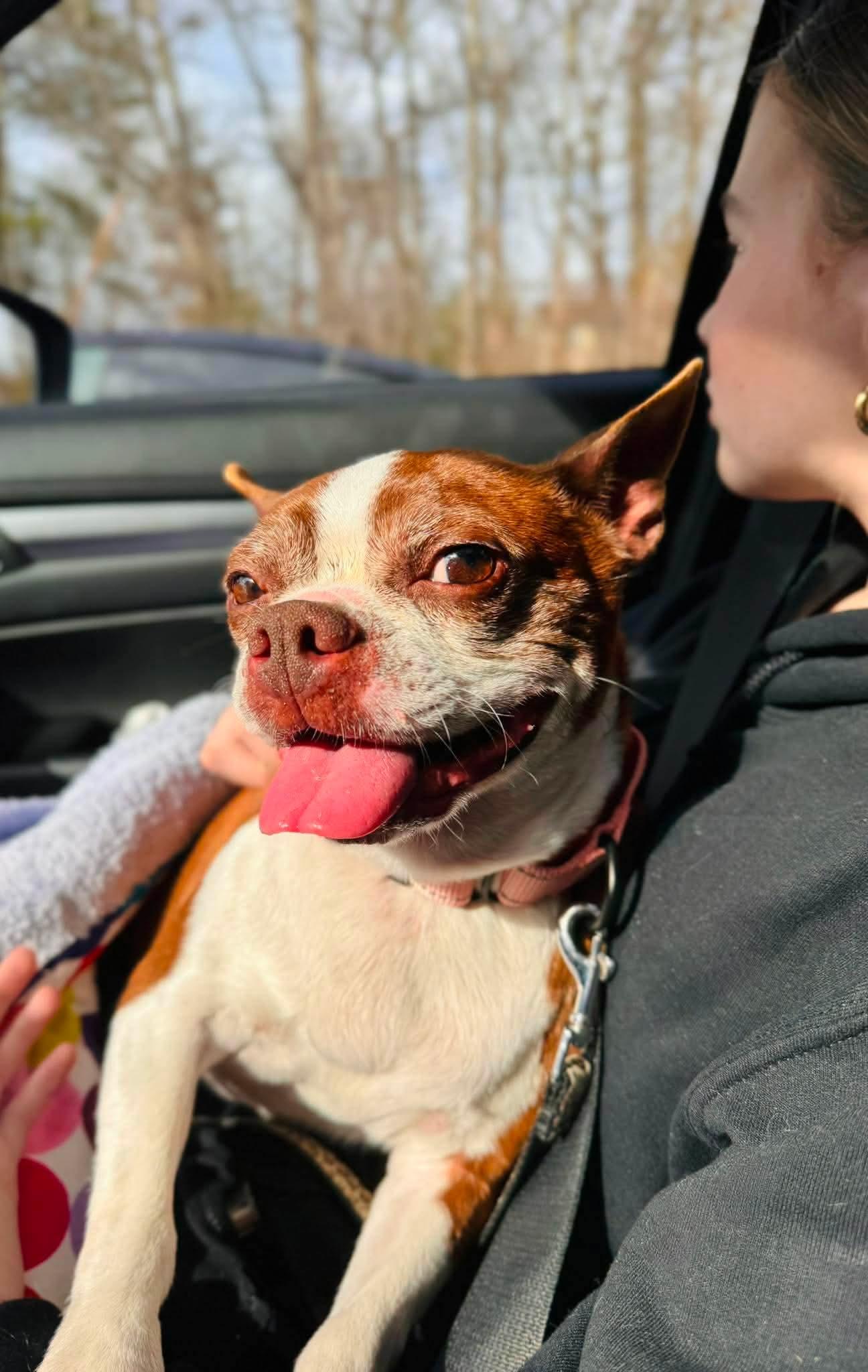 Enlarge Abby, an adopted Boston Terrier in Attleboro, MA image 5/6