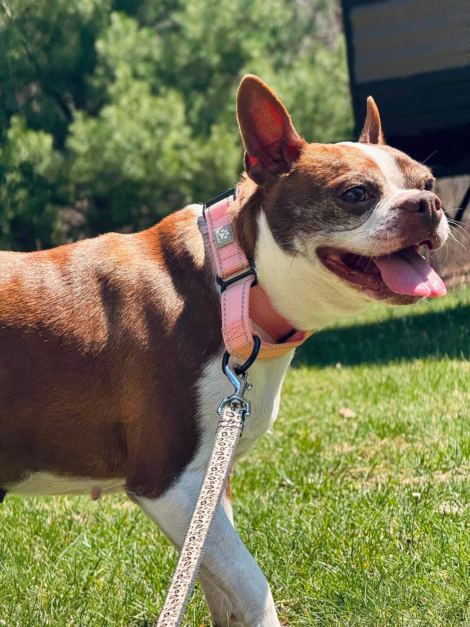 Enlarge Abby, an adopted Boston Terrier in Attleboro, MA image 3/6
