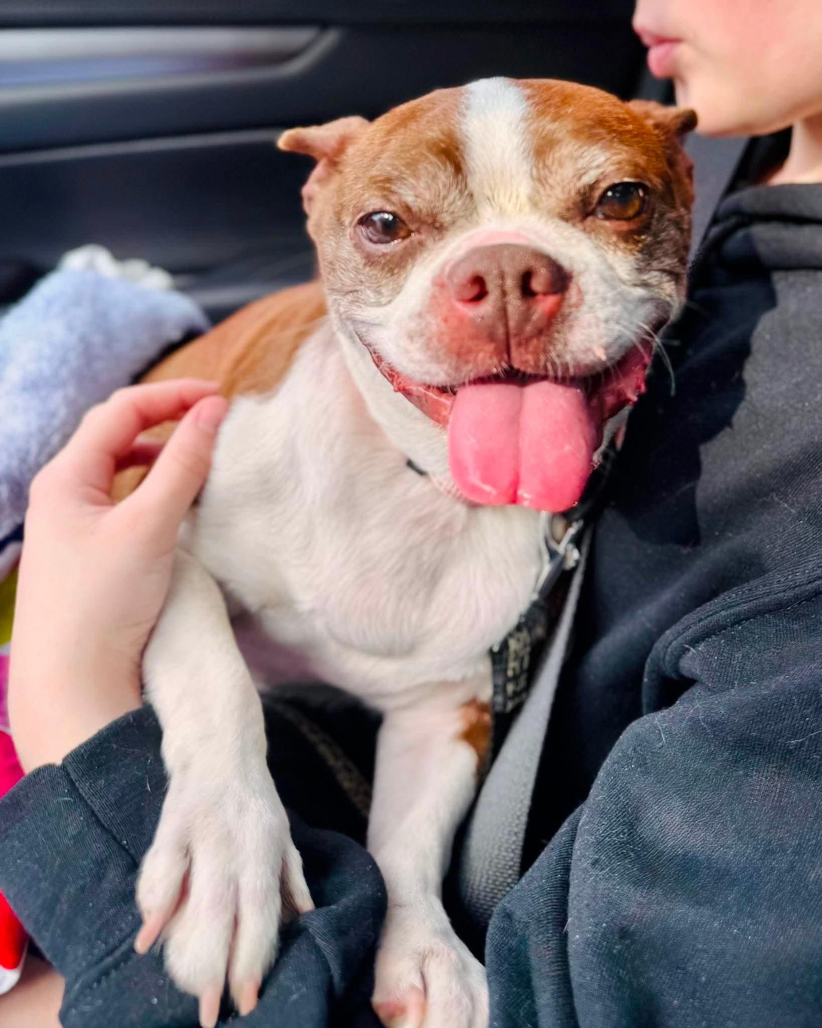 Abby, adopted, Adult Female Boston Terrier.