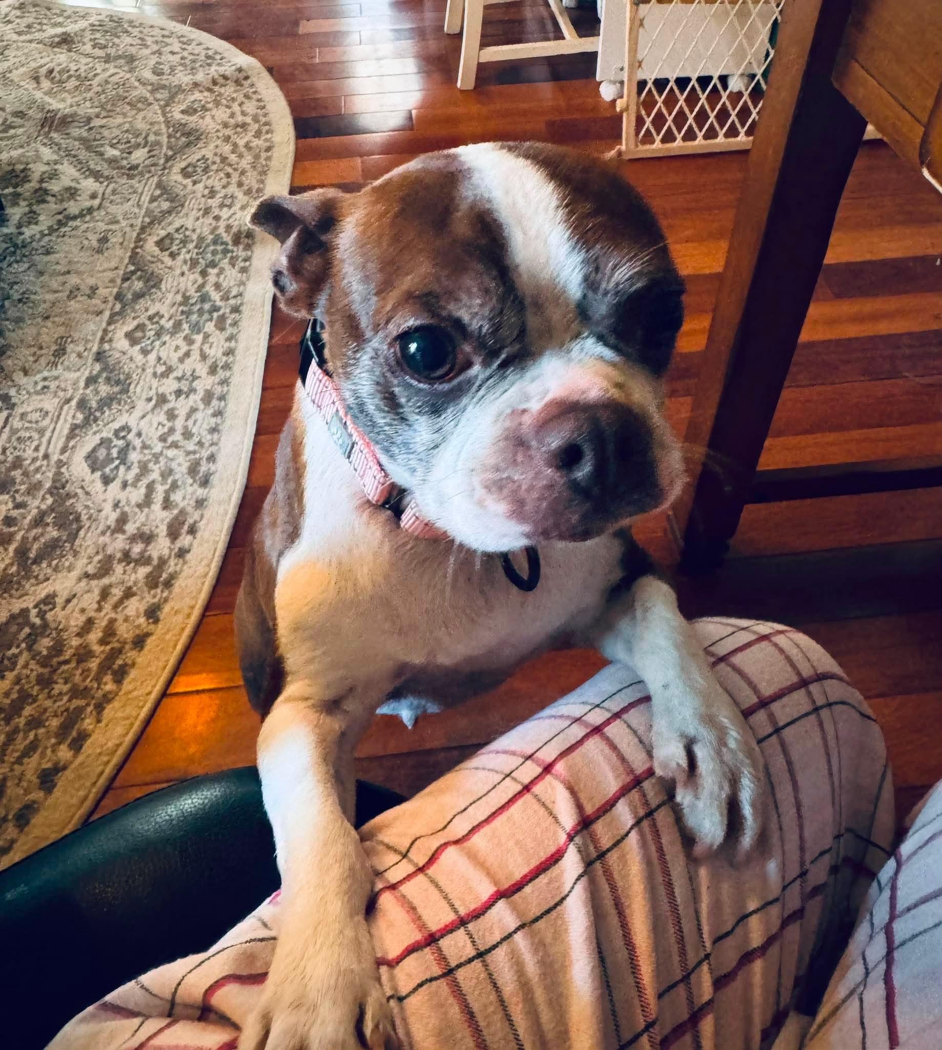 Enlarge Abby, an adopted Boston Terrier in Attleboro, MA image 6/6