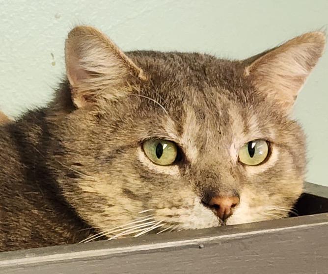 GREY, Adoptable, Adult Male Domestic Short Hair.
