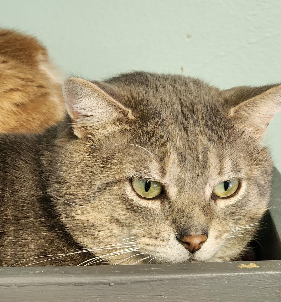 Enlarge GREY, a Adoptable mixed breed in Muskegon, MI image 2/6