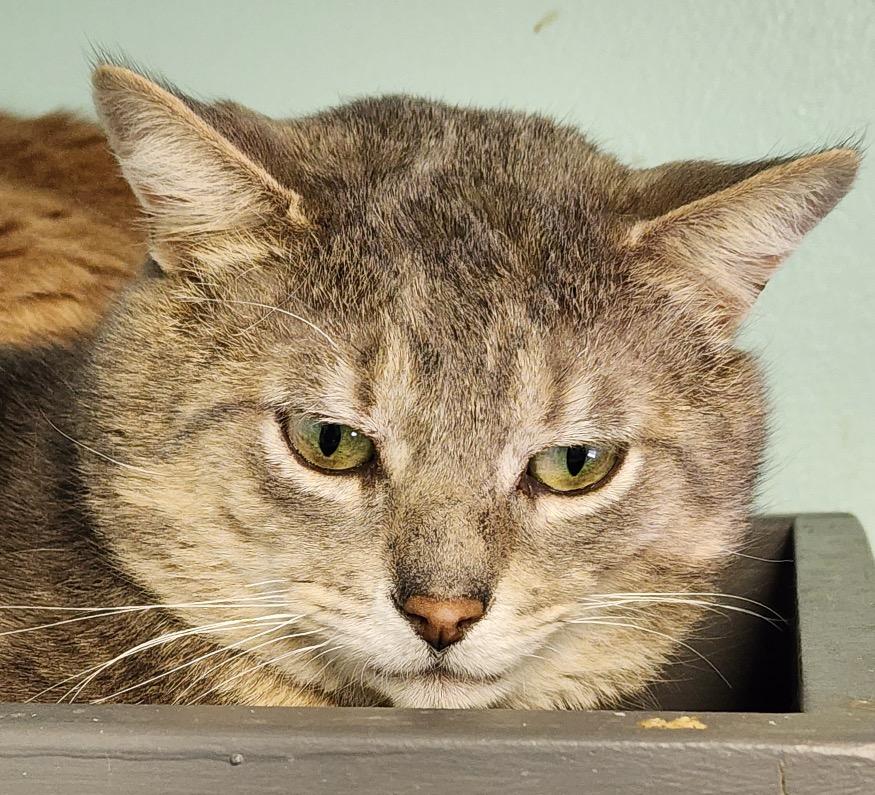 Enlarge GREY, a Adopted mixed breed in Muskegon, MI image 1/6