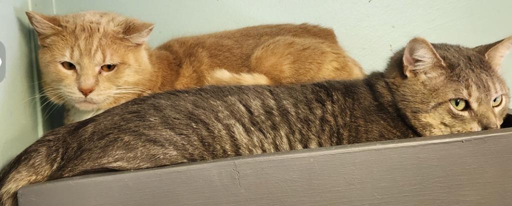 Enlarge GREY, a Adoptable mixed breed in Muskegon, MI image 3/6